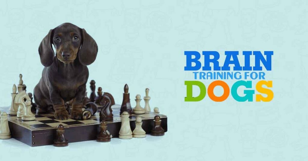 brain training for dogs