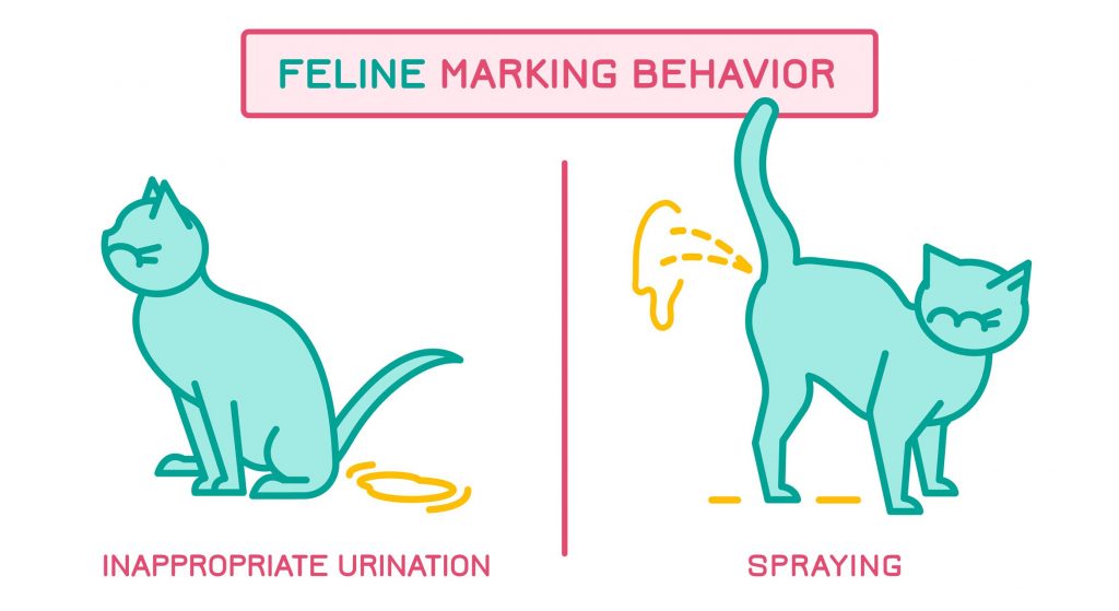 cat spraying no more cat spraying no more