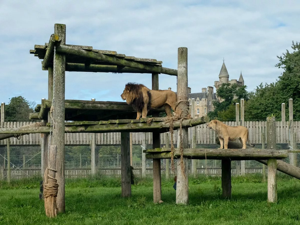 image 13 Blair Drummond- the #1 best safari park in the UK!